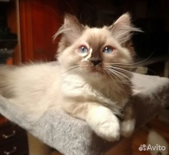 Котята рэгдолл от Чемпионов с документами WCF