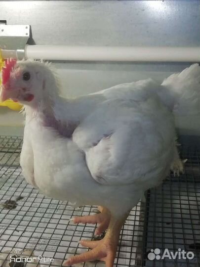 Инкубационное яйцо Бройлер, Индюк, Утка, Несушка