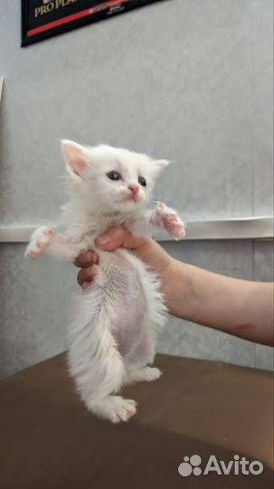 Котята ищут дом