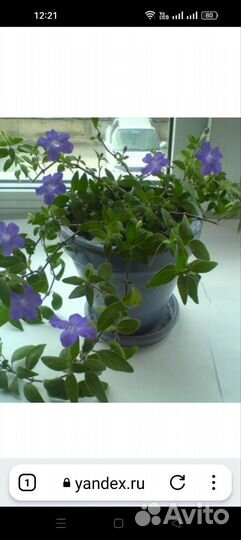 Драцена Маргината трехцветная,руэлия,алоэ,герань