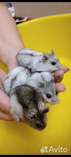 Джунгарский хомяк бесплатно