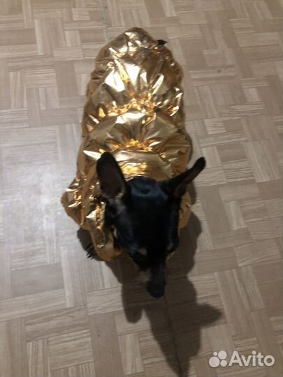 Комбинезон для собаки