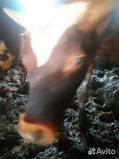 Продадим бычков