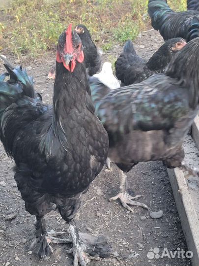 Петухи