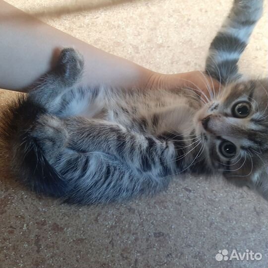 Кошки бесплатно