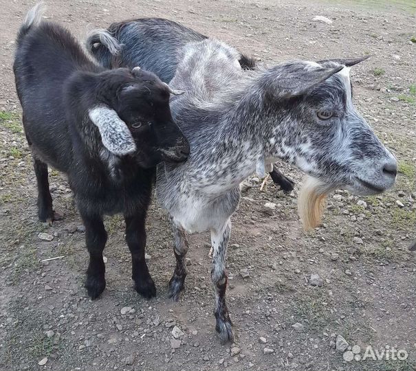 Коза дойная молочная