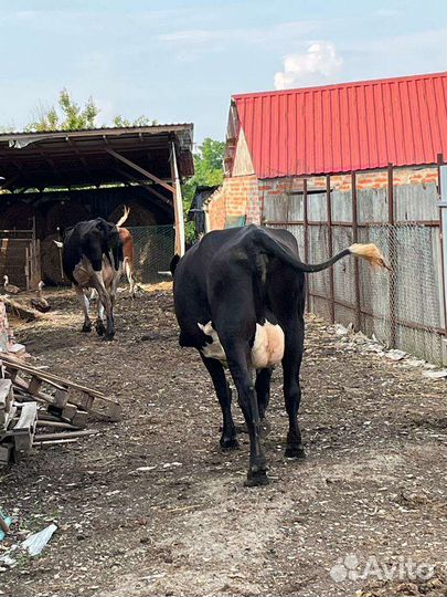Коровы дойные и телка