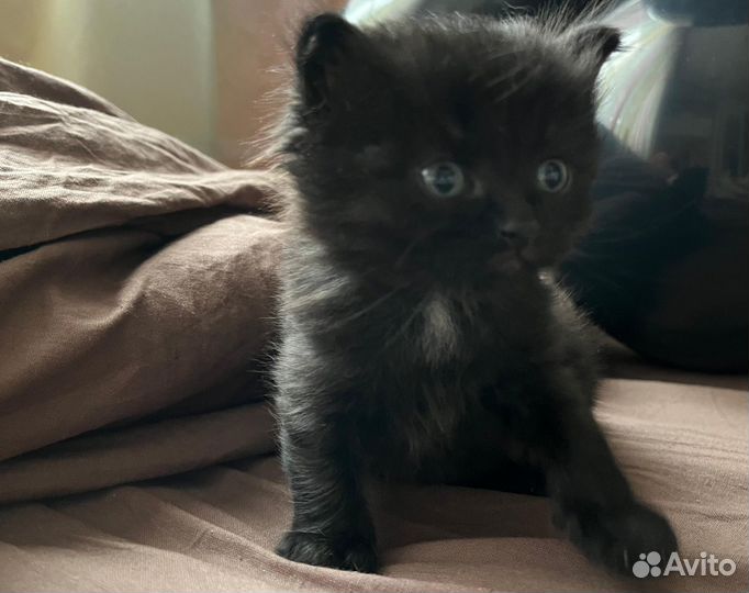 Британская кошка