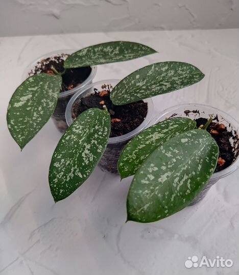 Хойя новинка sp Hon Thom splash