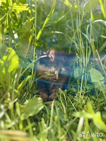 Котята