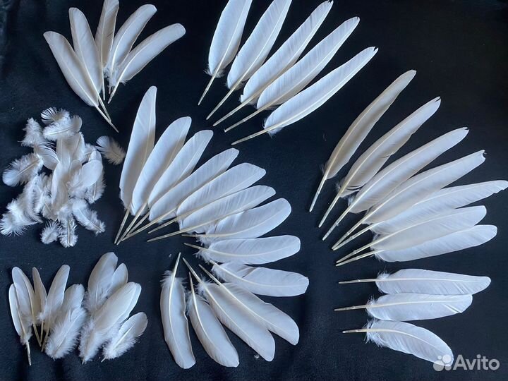 Перья белые