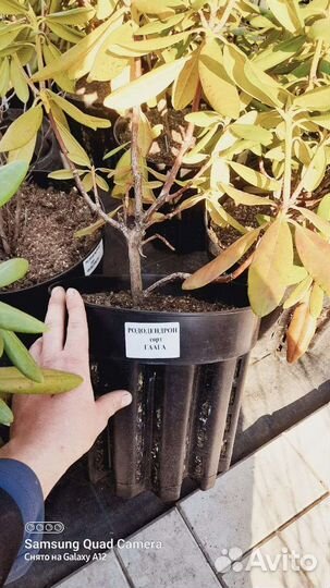 Цветы многолетние почвопокровные