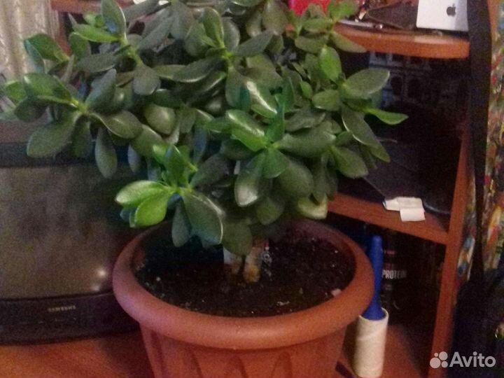 Толстянка,денежное дерево