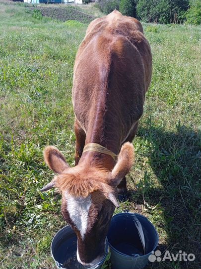 Три голов тёлок не стельной