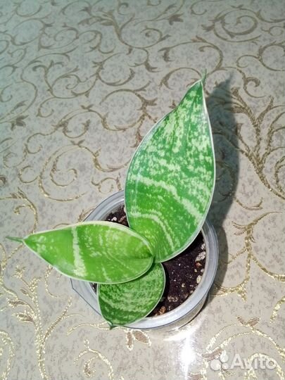 Сансевиерии