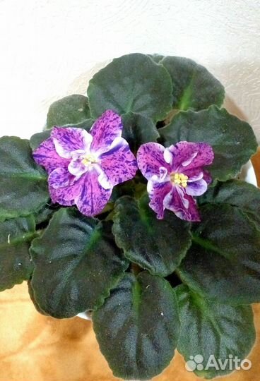 Листики и детки сортовых фиалок