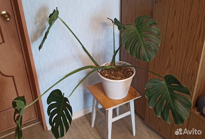 Цветок монстера