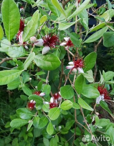 Фейхоа саженцы от 2-7 лет зкс