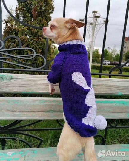 Одежда для собак