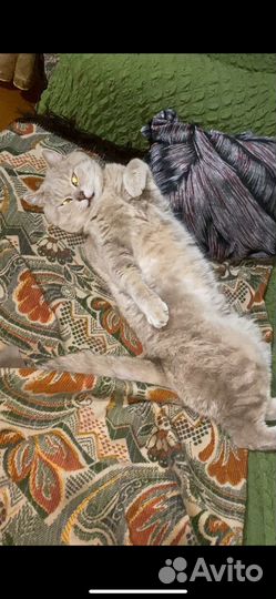 Отдам кота в добрые руки