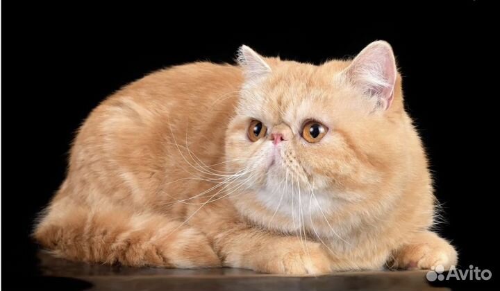 Экзотический кот вязка