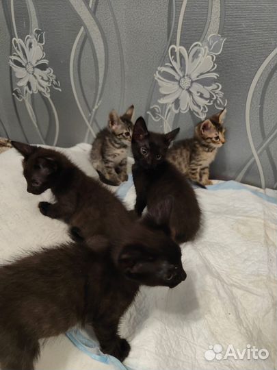 Милые котята