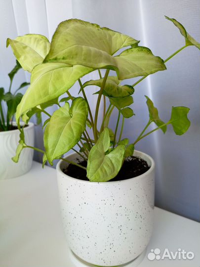 Сингониум Моттлед