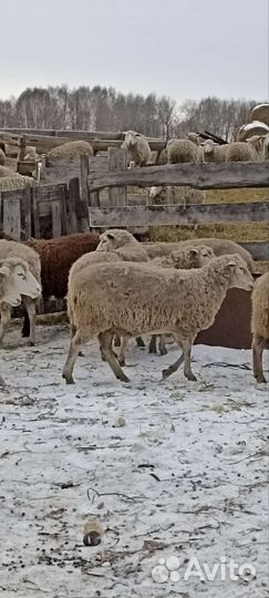 Овцы бараны