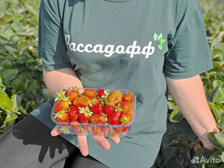 Рассада клубники. От 128 шт