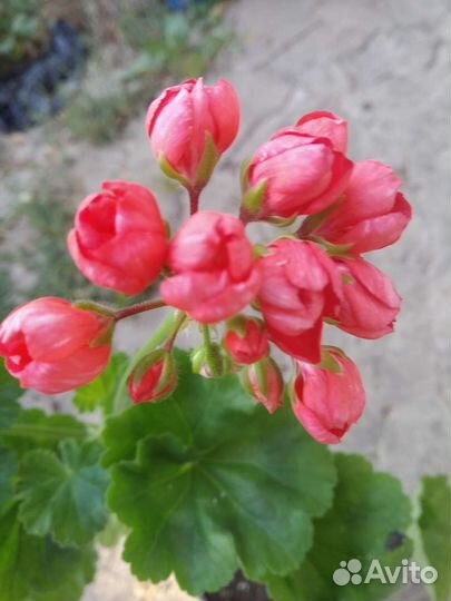 Пеларгония тюльпановидная