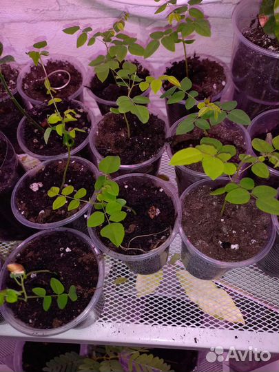 Карамбола, комнатное экзотическое растение