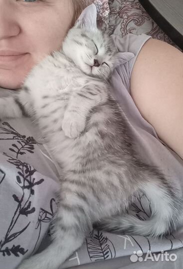 Котик в дар