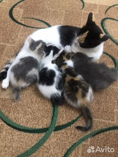 3 кошечки и 1 котик в добрые руки