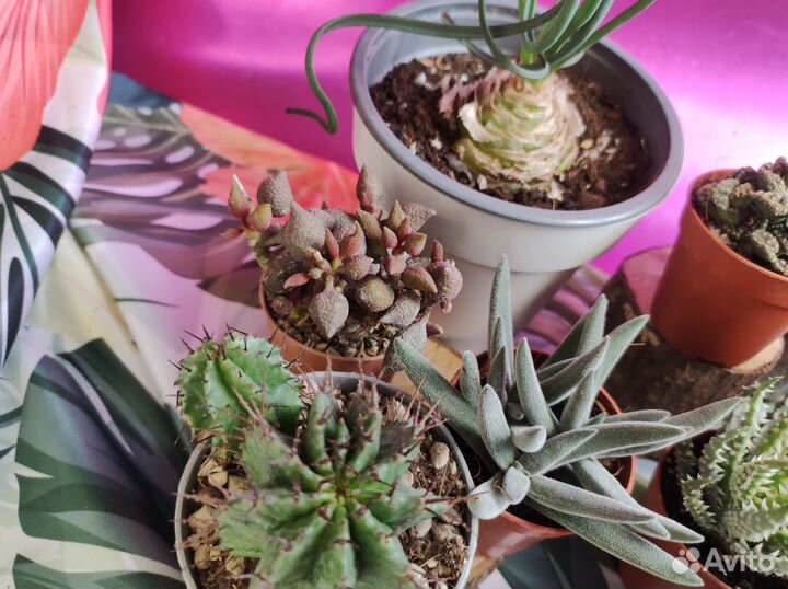 Суккуленты