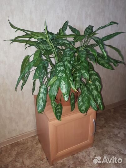 Комнатные цветы