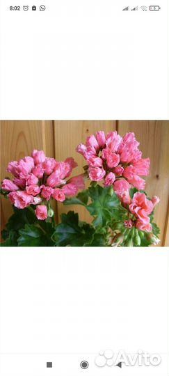 Герань пеларгония