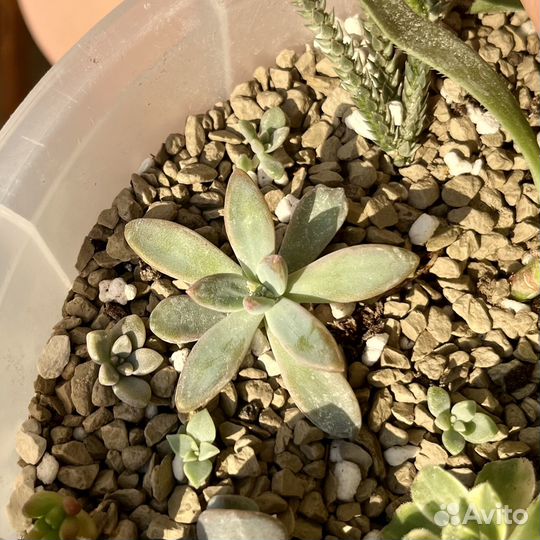 Граптопеталум / растение / суккулент