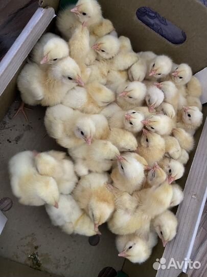 Цыплята бройлеры кобб 500 импорт