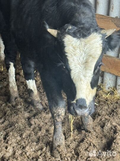 Бычки от 9 до 11 месяцев