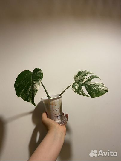 Монстера альба