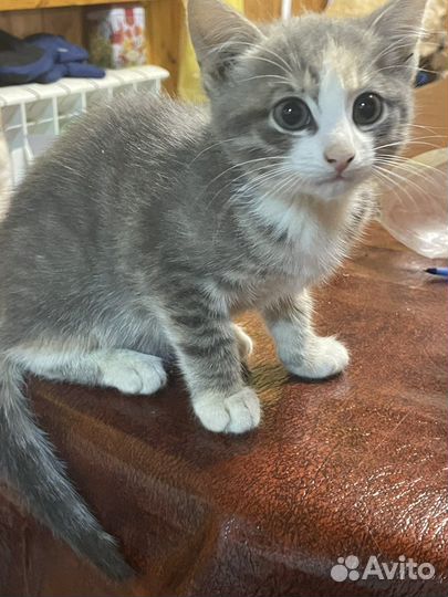 Котята сибирской кошки