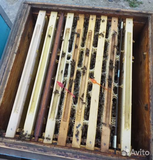 Пчелы/пчелопакеты/пчелосемьи