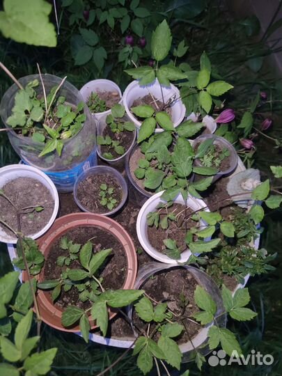 Саженцы клематиса