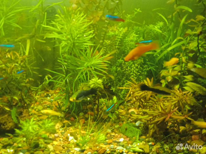 Аквариумные растения