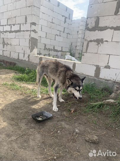 Щеночки в добрые руки лайки