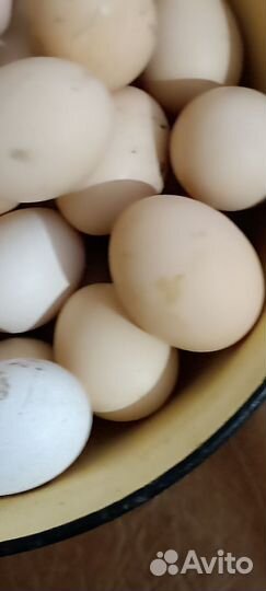 Домашние куриные яйца