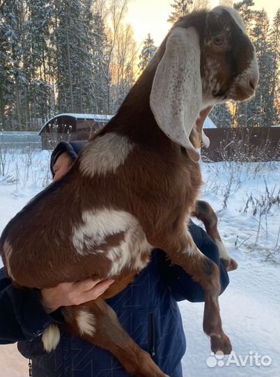 Коза мурсиана гранадина.коза камори нуб