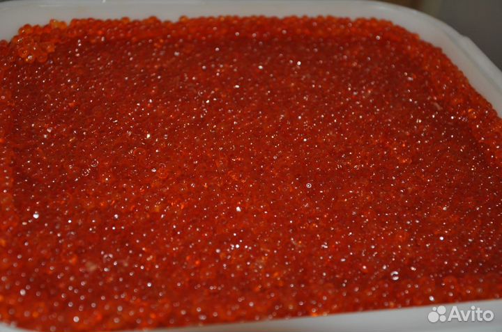 Красная икра Камчатка 2023