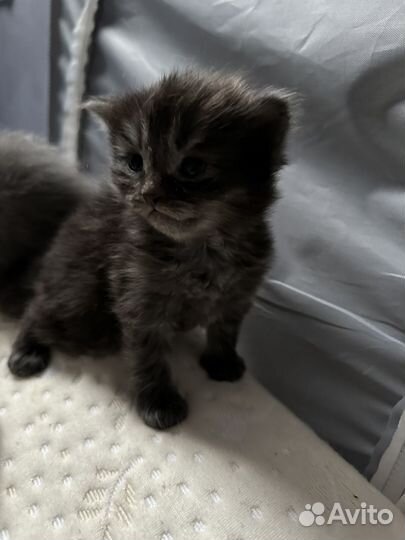 Котята сибирской кошки
