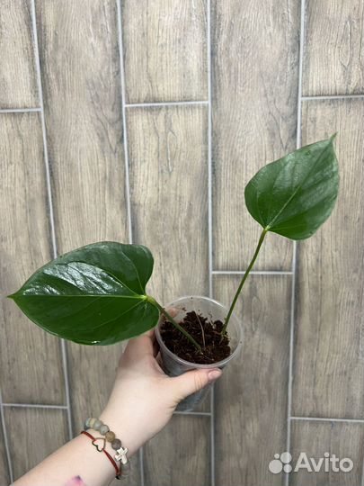 Антуриум Амалия Элегантная